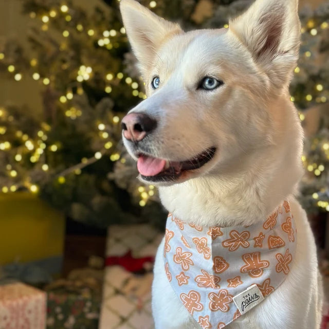 Holiday Traditions