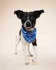 Oceans Dog Bandana