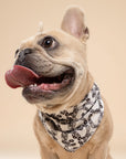 Lucky Horseshoe on Dog Bandana from The Paws