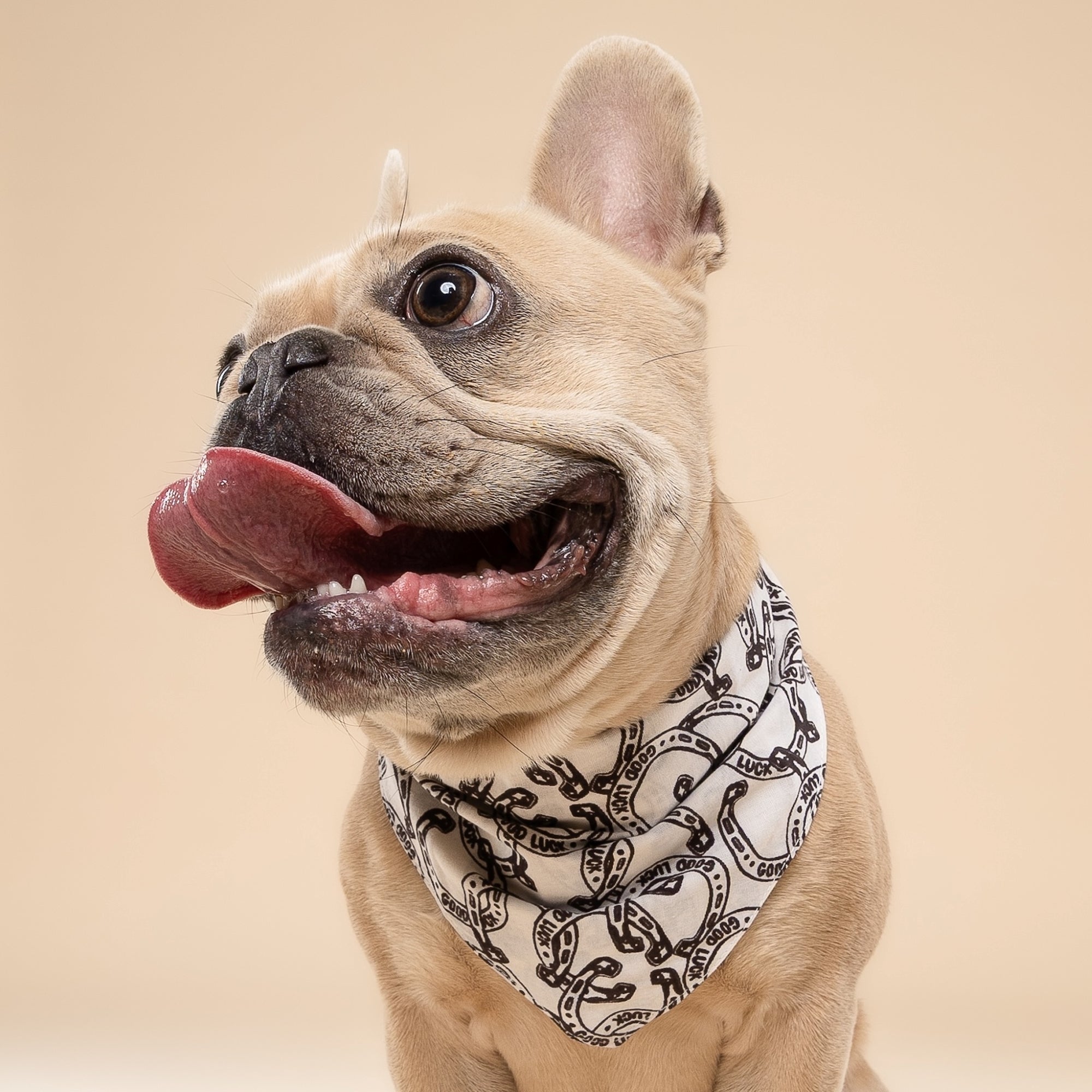 Lucky Horseshoe on Dog Bandana from The Paws