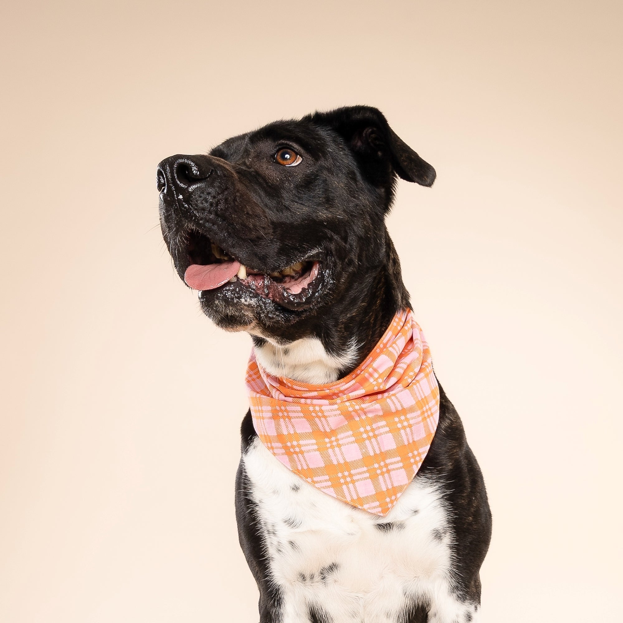 Stevie Dog Bandana from The Paws