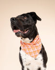 Stevie Dog Bandana from The Paws