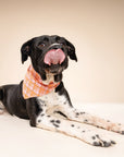 Stevie Dog Bandana from The Paws