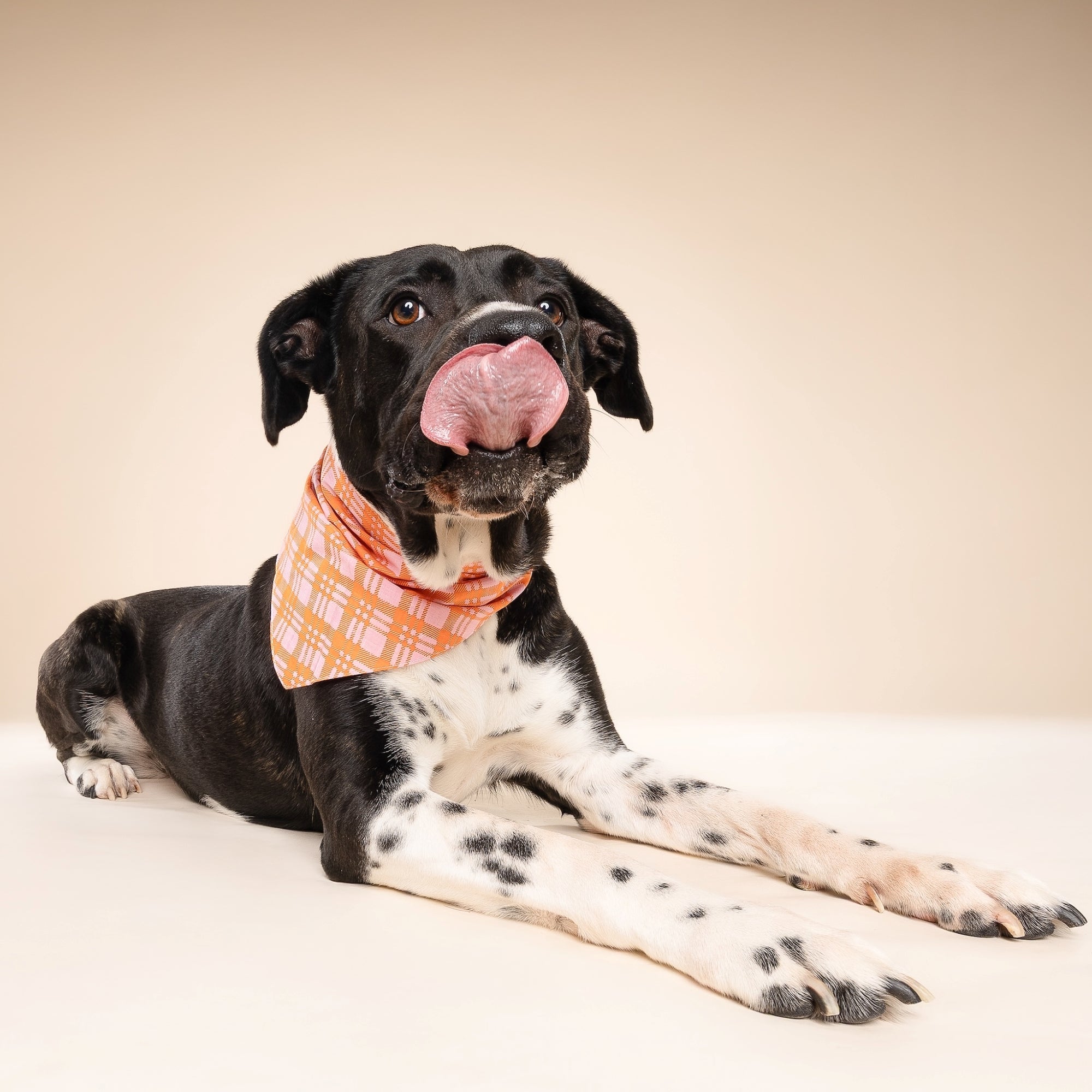 Stevie Dog Bandana from The Paws