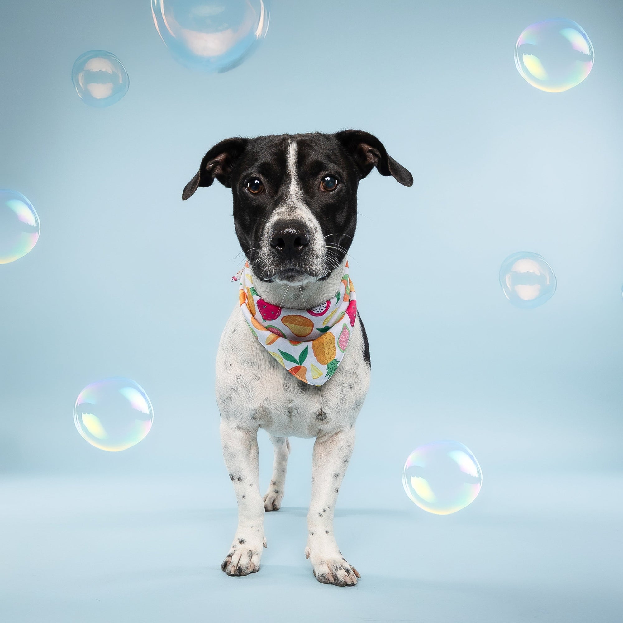 Dog wearing a colorful bandana with soap bubbles in the background