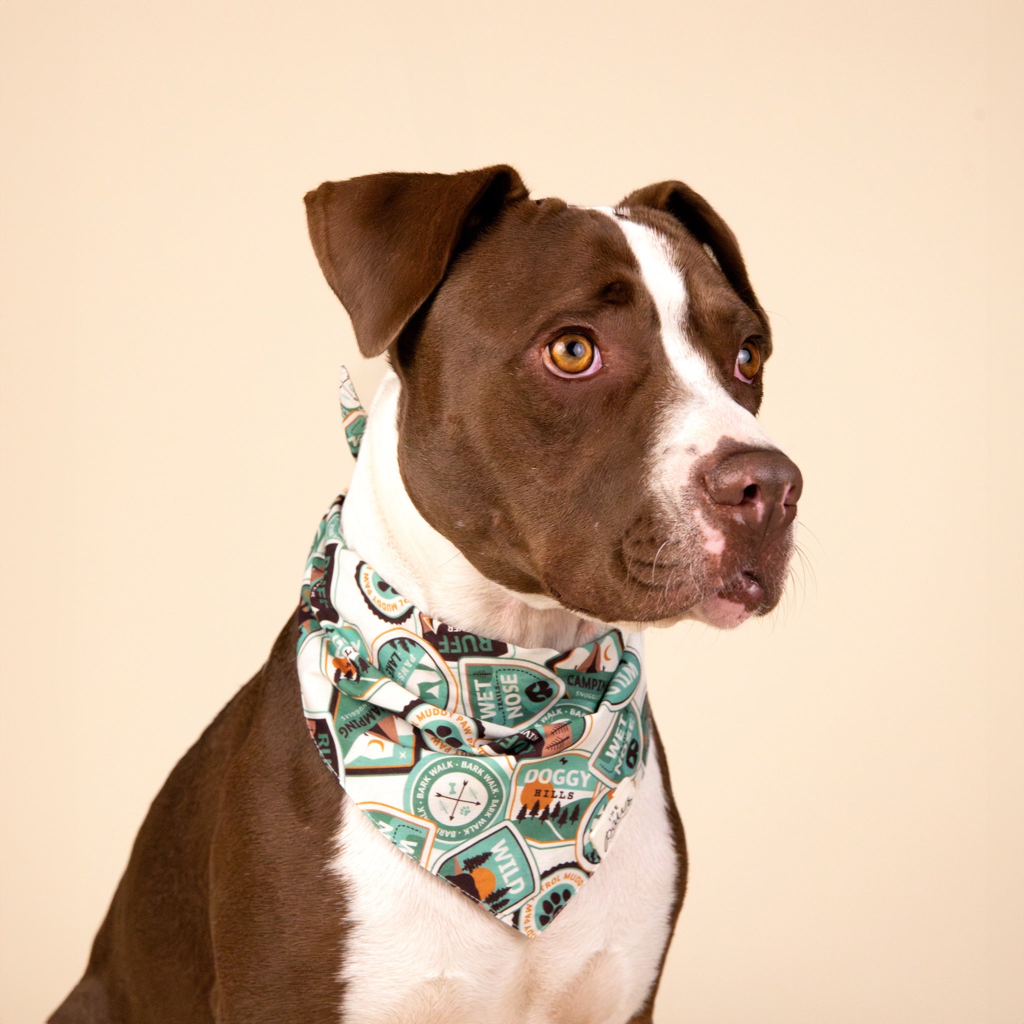 Adventure dog bandana- The Paws