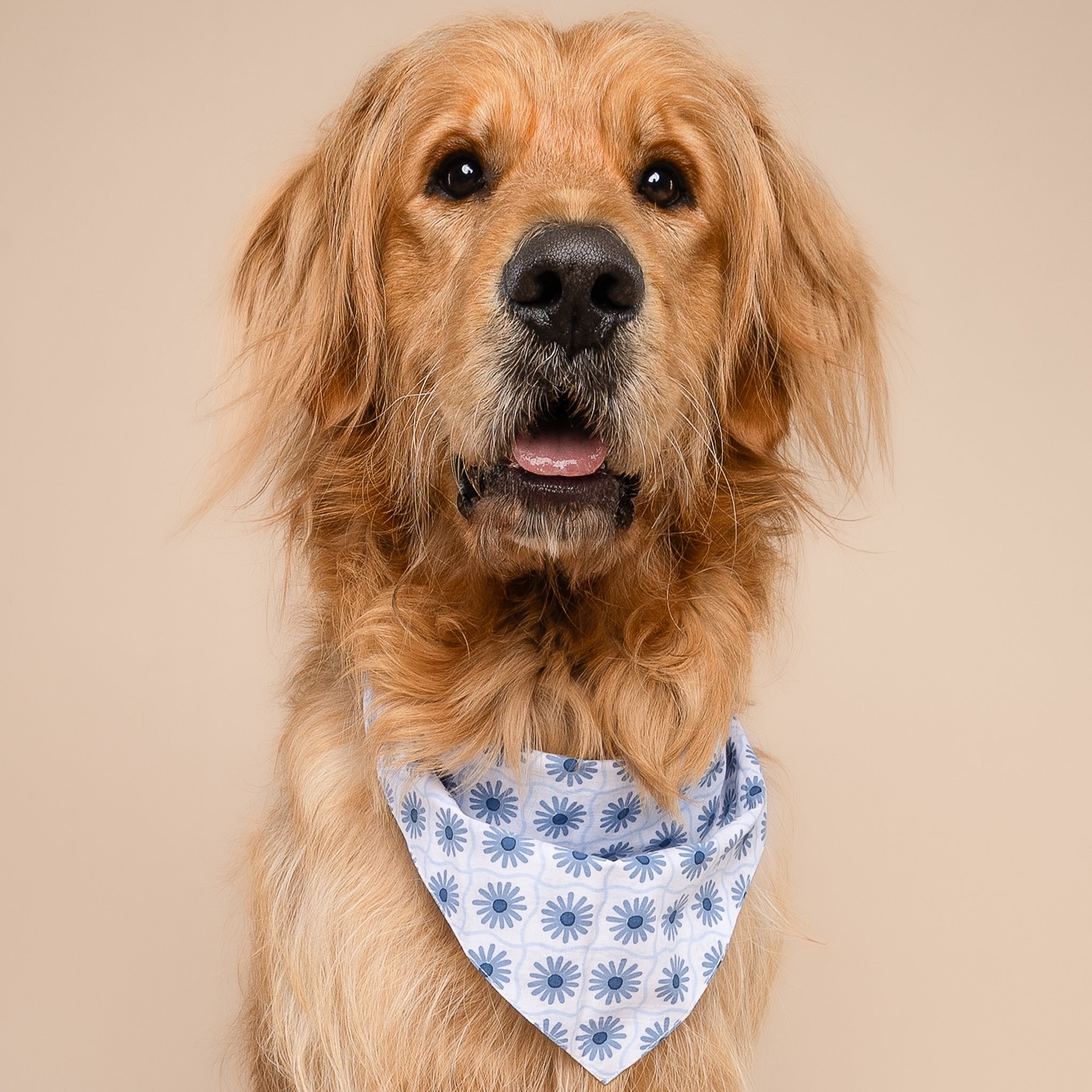 Alfie Dog Bandana