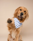Alfie Dog Bandana