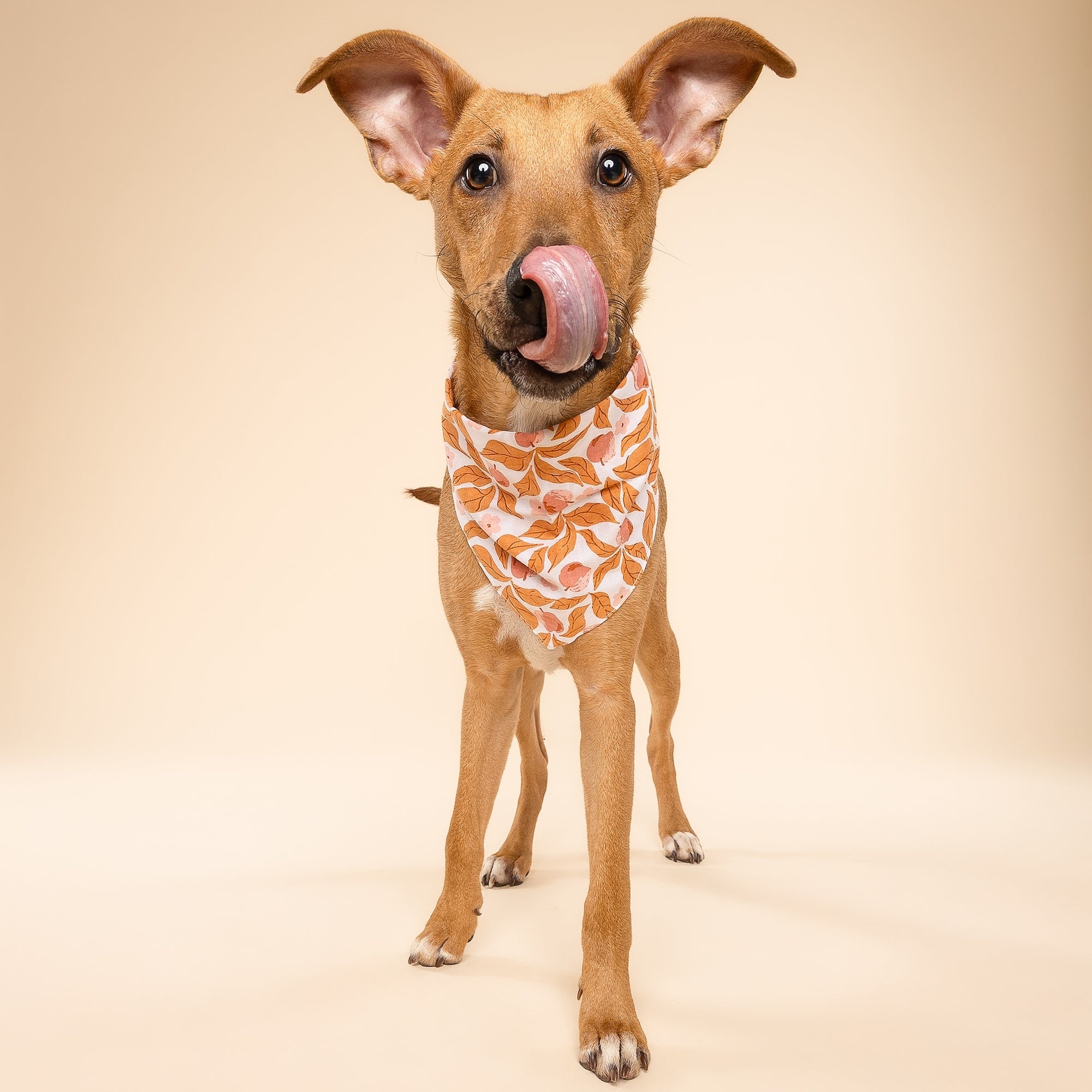 Dog wearing a fall leaf patterned bandana on a beige background