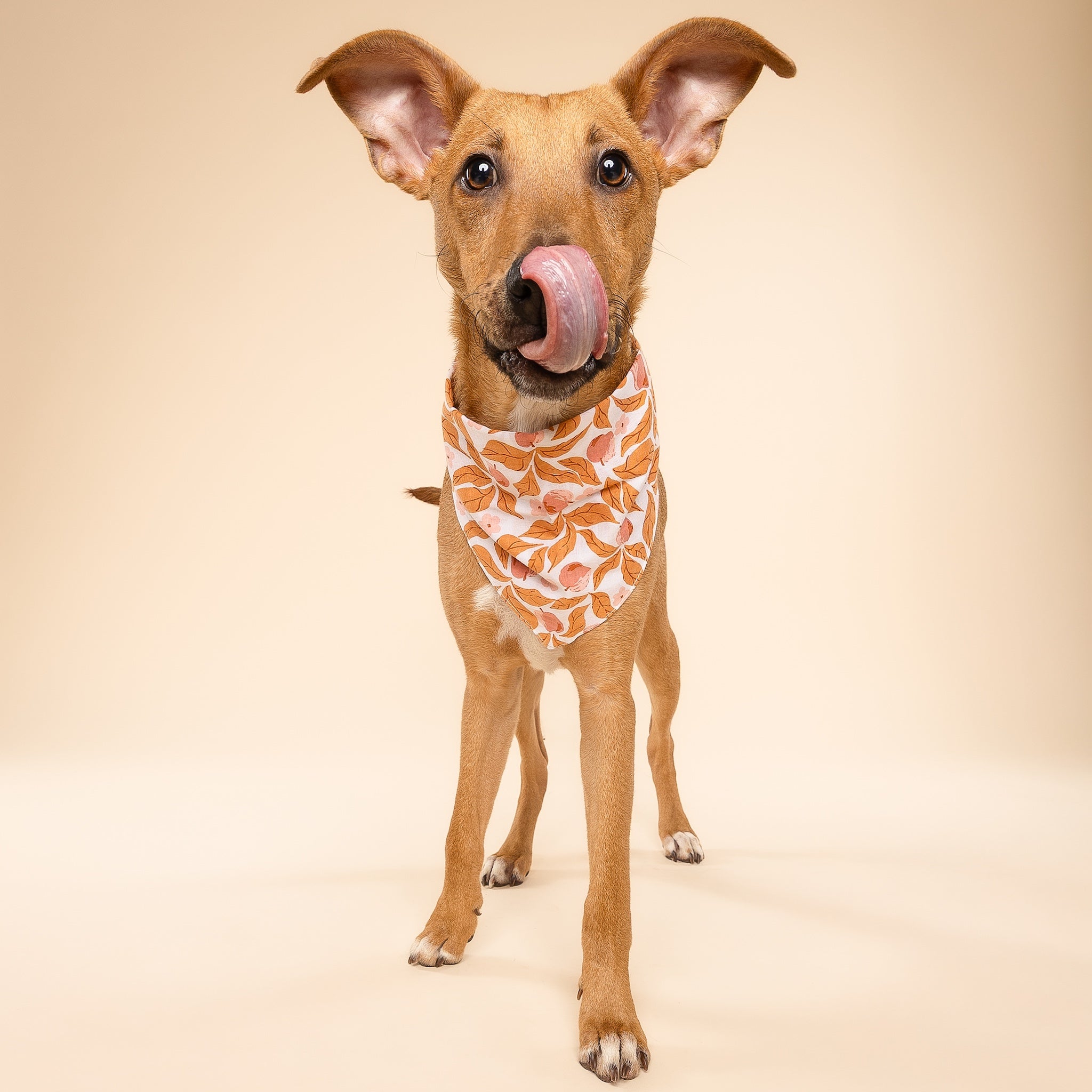 Dog wearing a fall leaf patterned bandana on a beige background