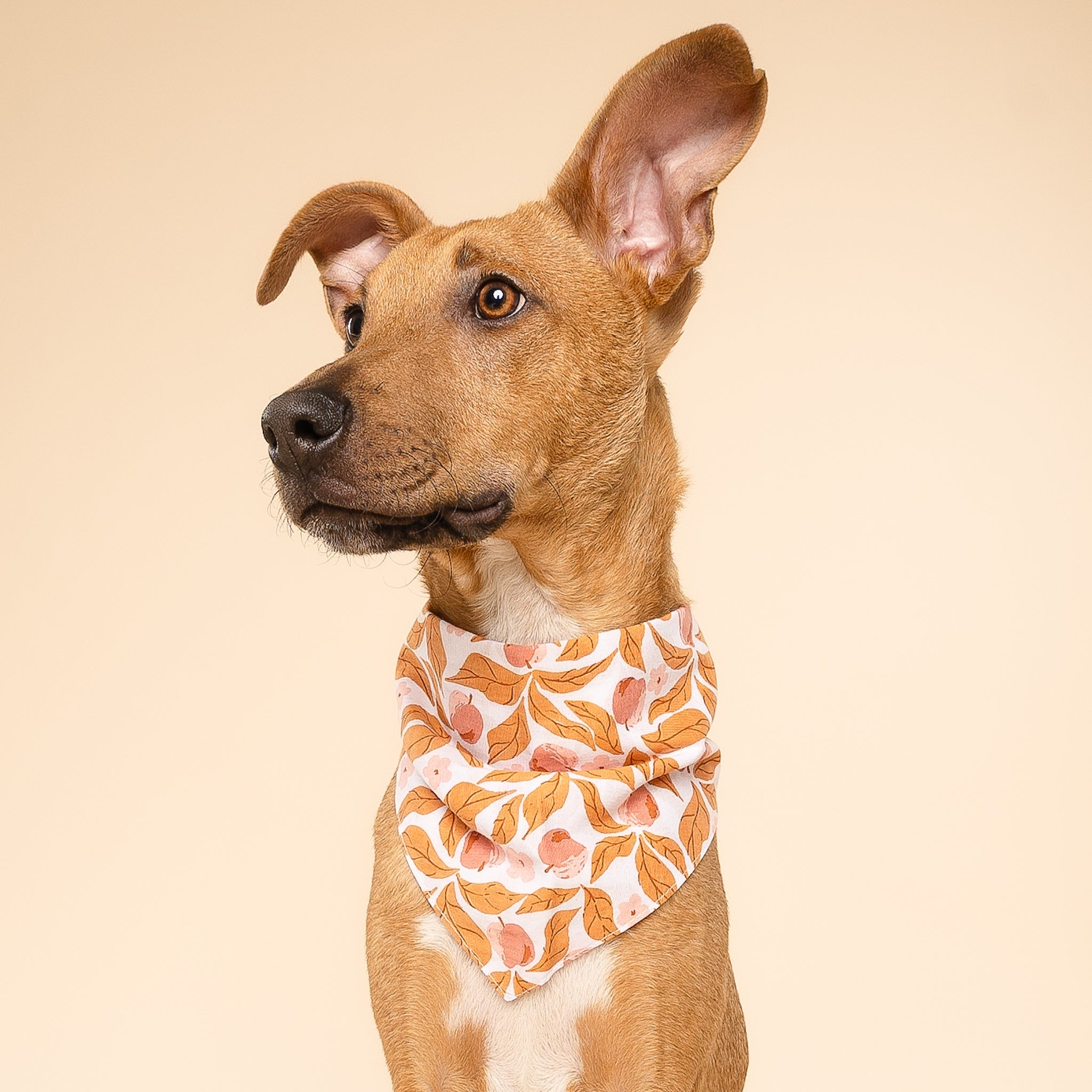 Dog wearing a bandana with a fall leaf pattern on a beige background