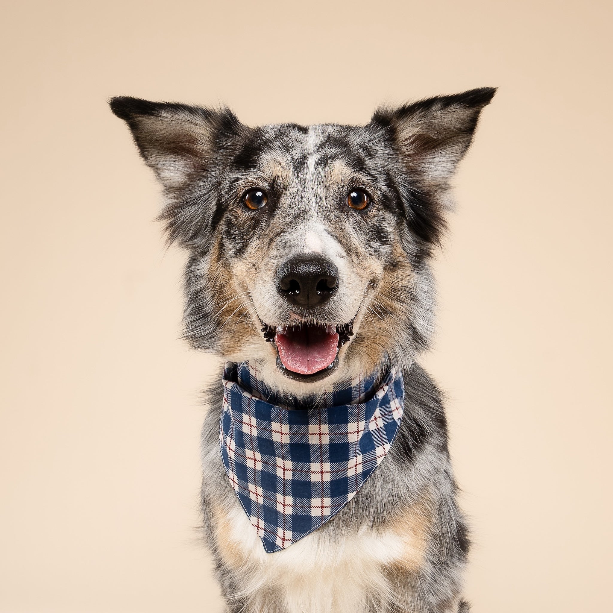 Apres Plaid Dog Bandana – The Paws