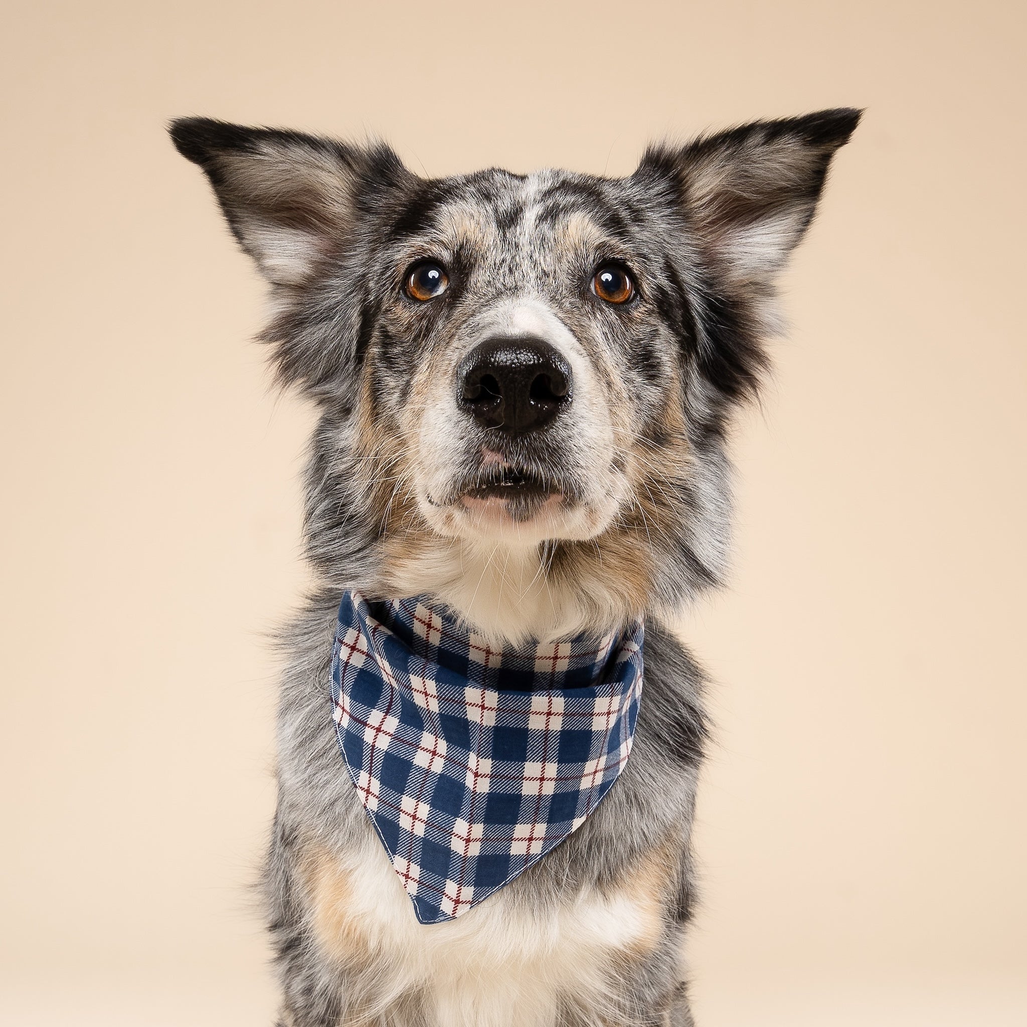 Apres Plaid Dog Bandana