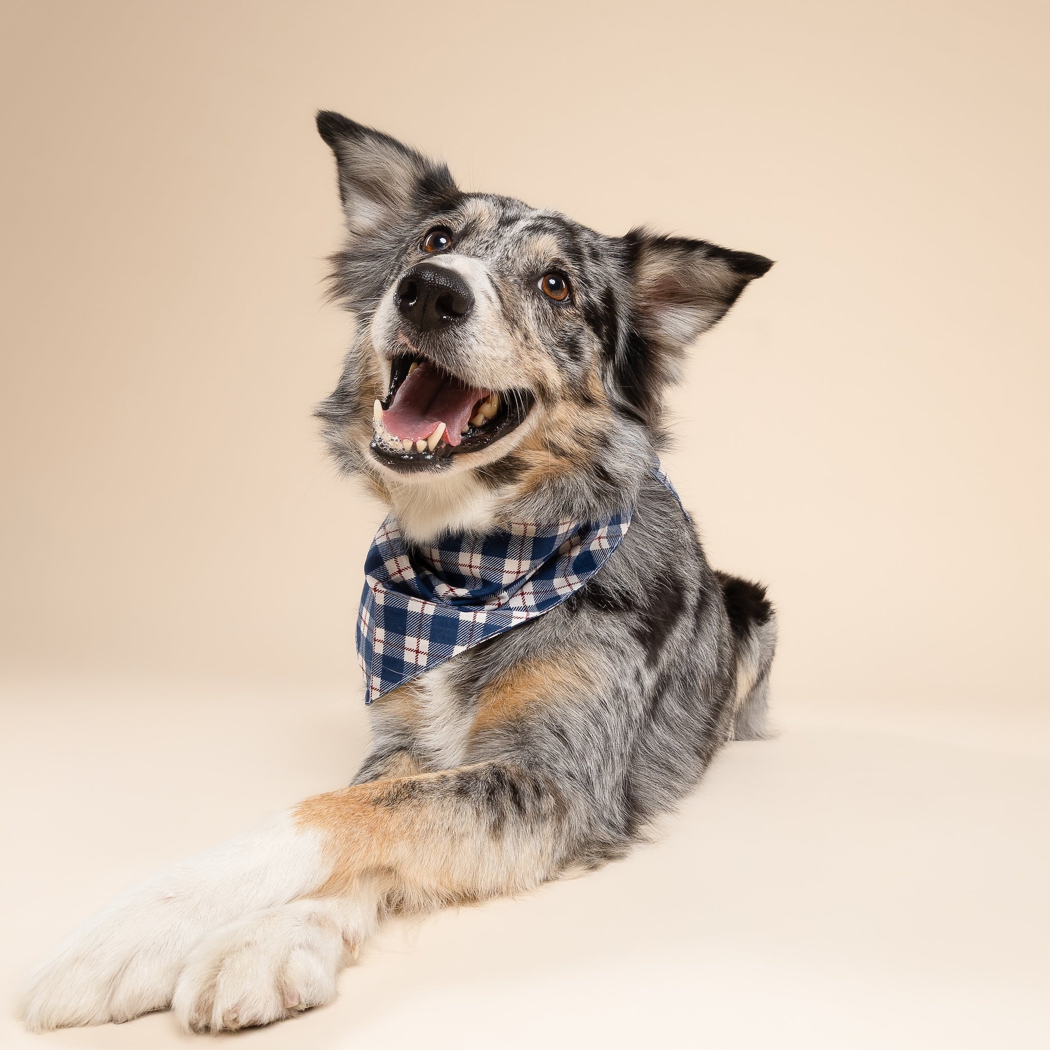 Apres Plaid Dog Bandana