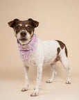Azelia Bandana from The Paws