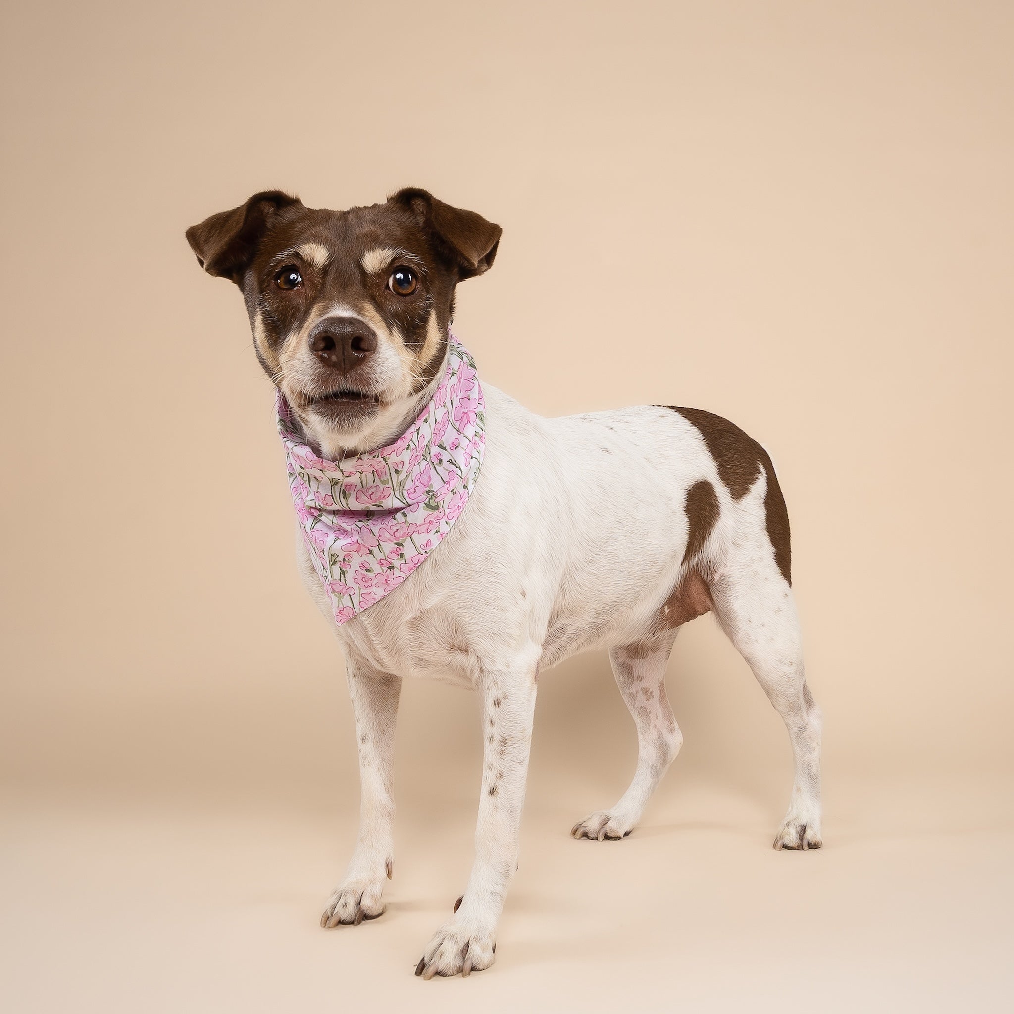 Azelia Bandana from The Paws