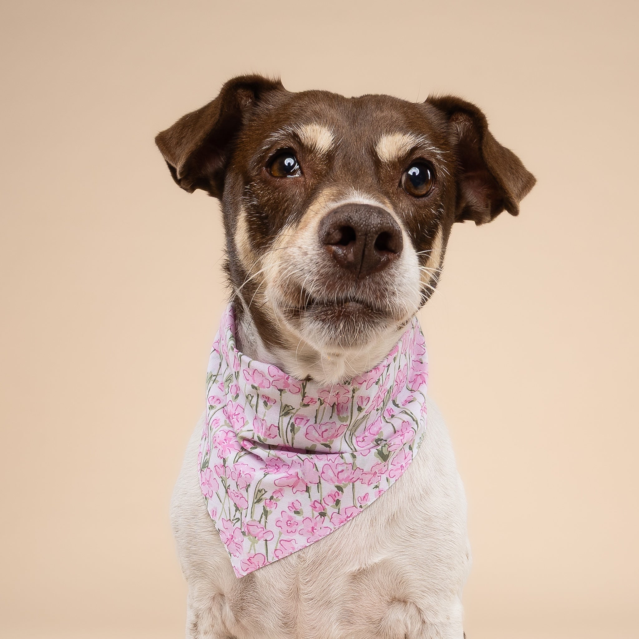 Azelia Bandana from The Paws