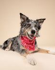BFF Dog Bandana