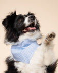 Baby Blue Gingham Dog Bandana