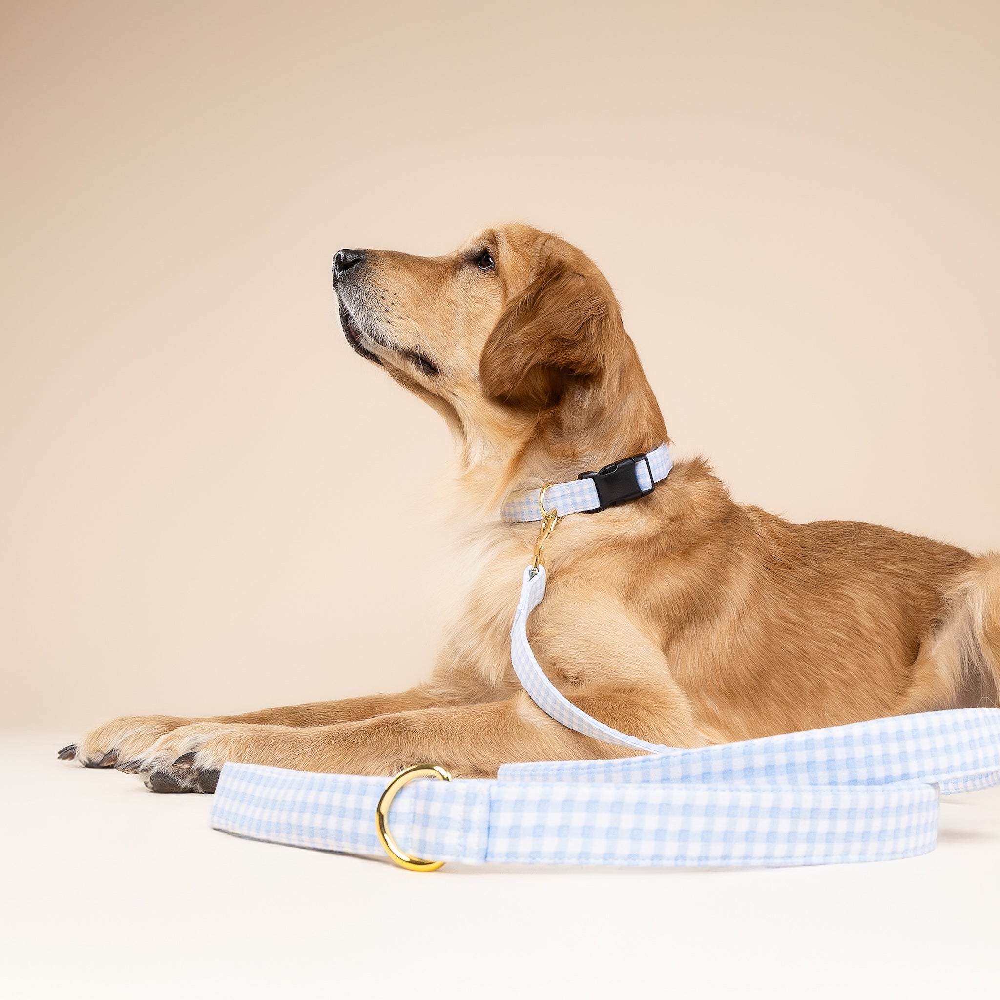 Baby Blue Gingham Collar