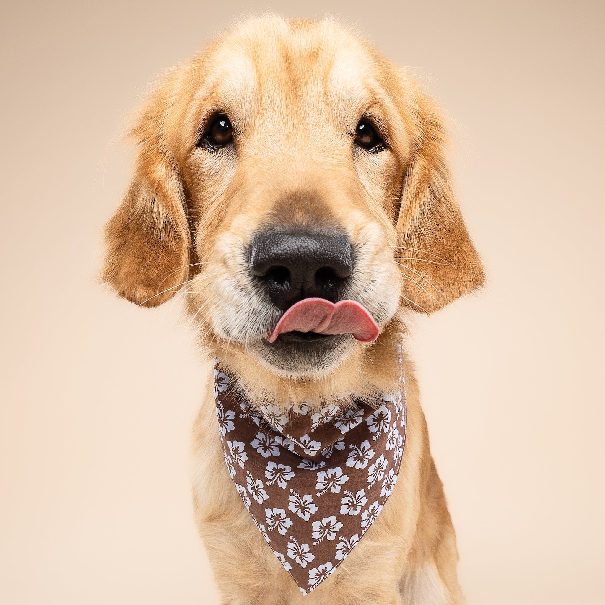 Bali Hibiscus Dog Bandana