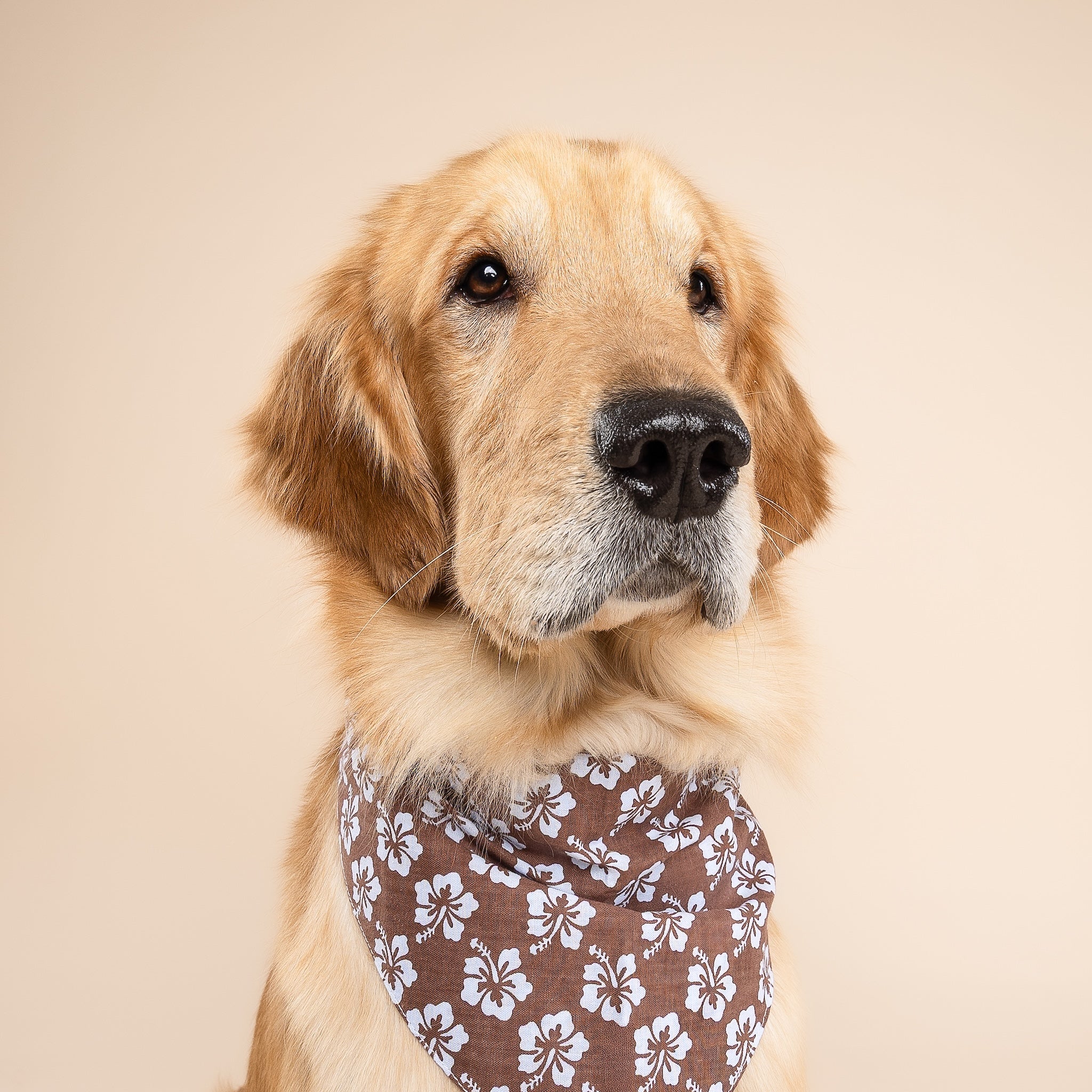 Bali Hibiscus Dog Bandana