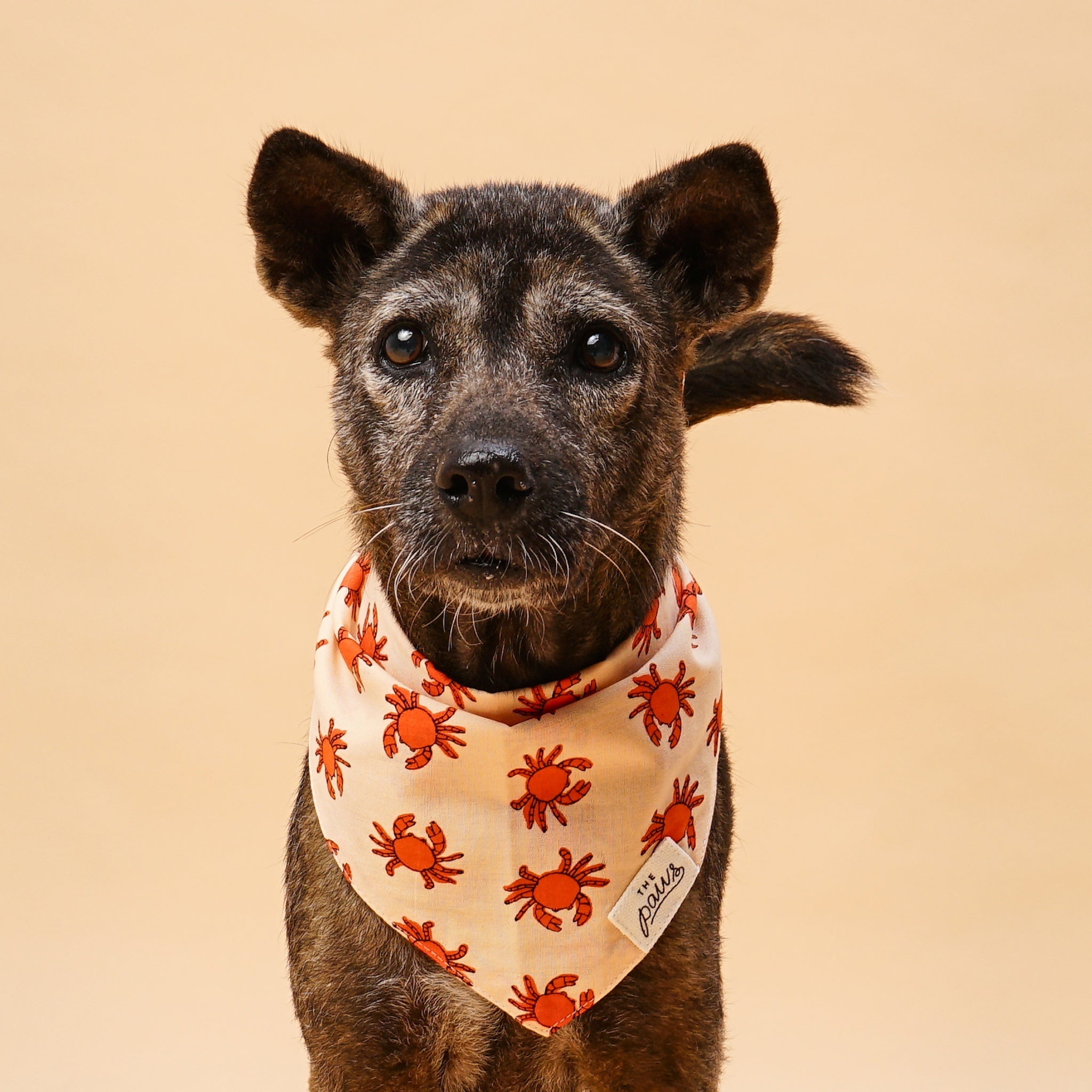 Banks Dog Bandana from The Paws