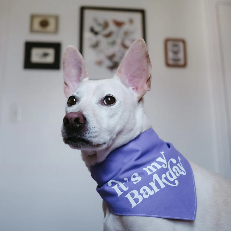 Dog wearing Barkday Purple bandana