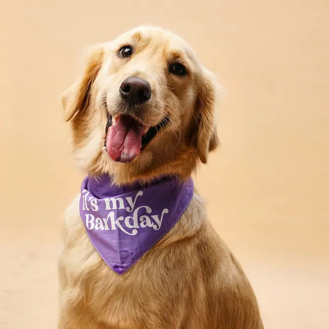 Barkday Purple dog bandana from The Paws