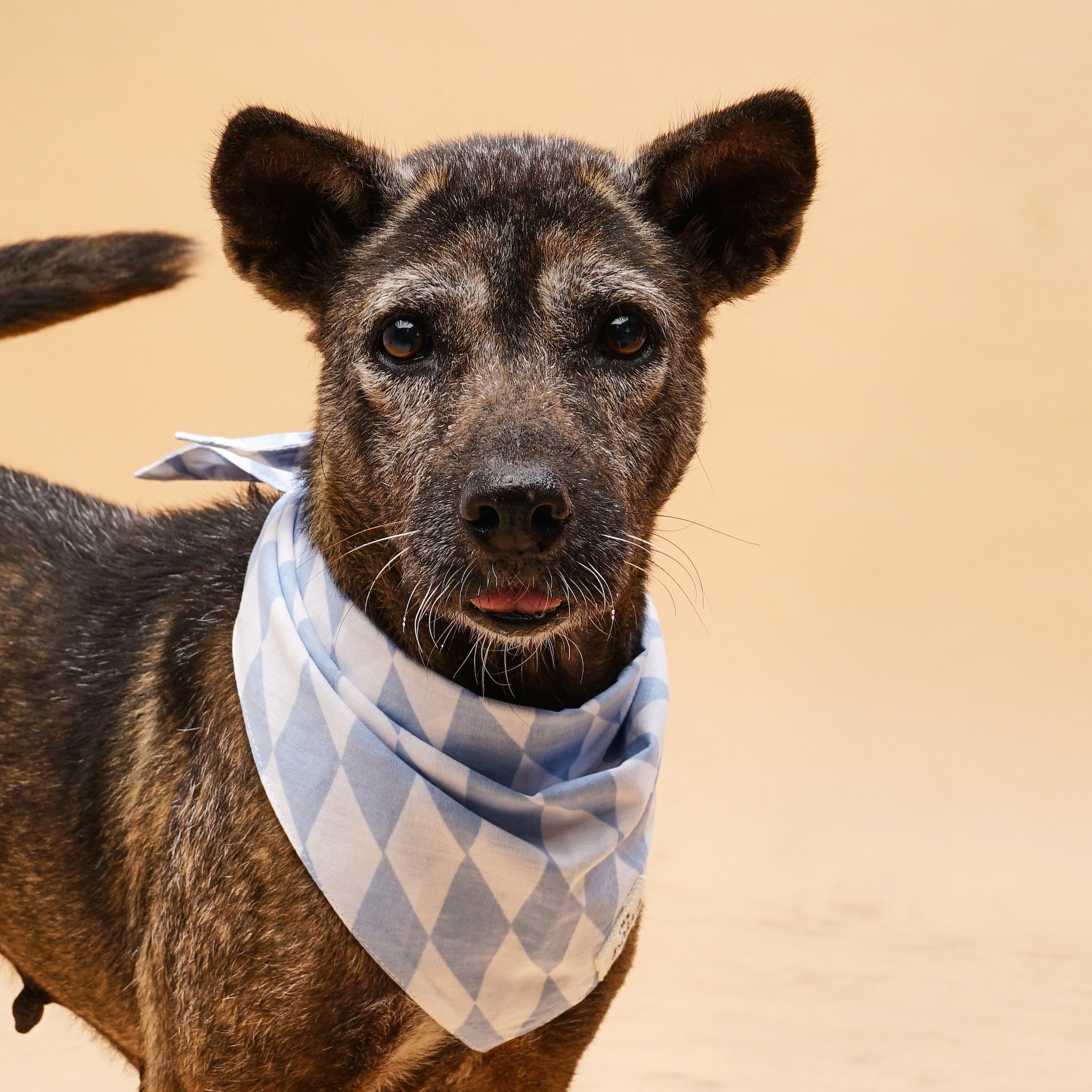 Basile Bandana from The Paws
