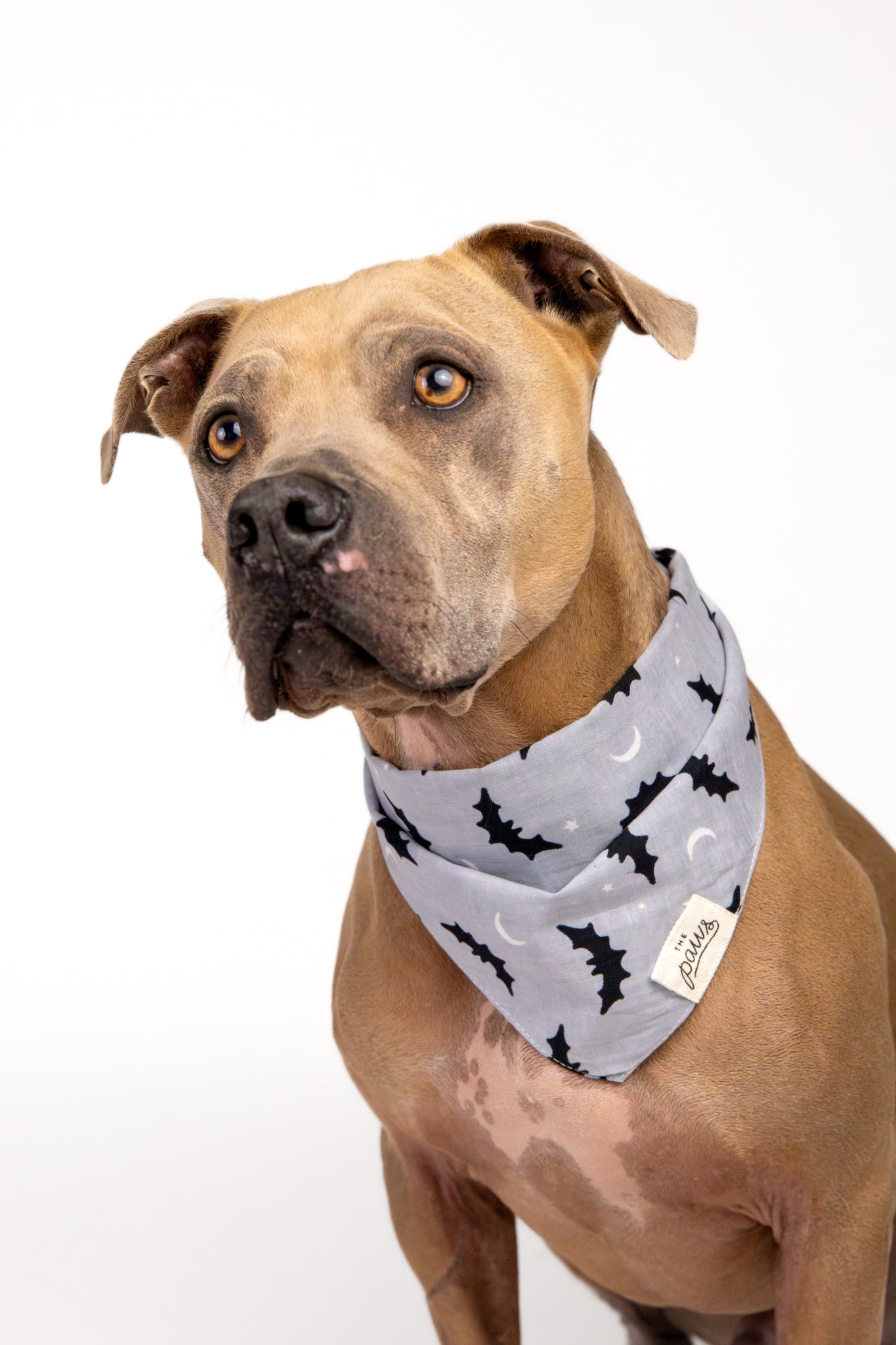 Bats Dog Bandana