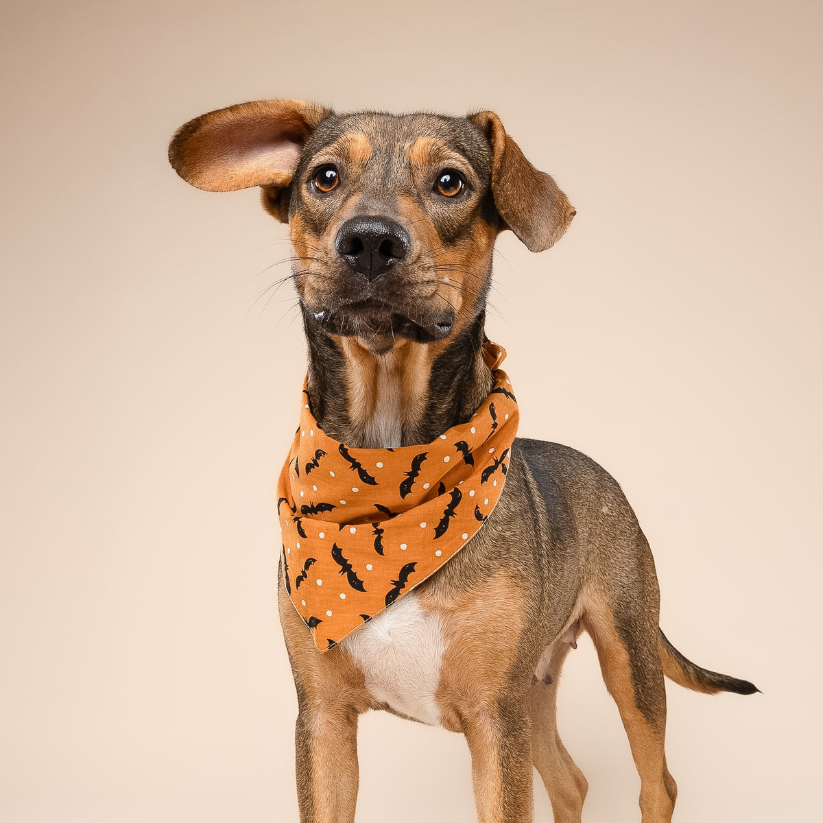 Batty Dog Bandana