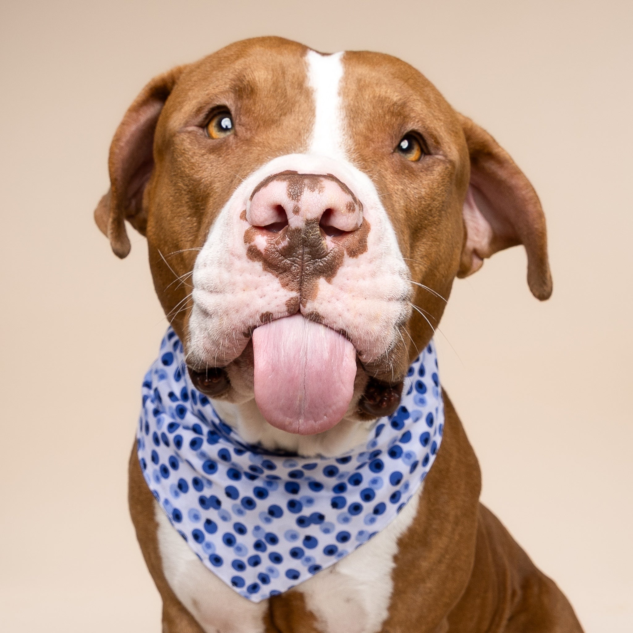 Berry Dog Bandana