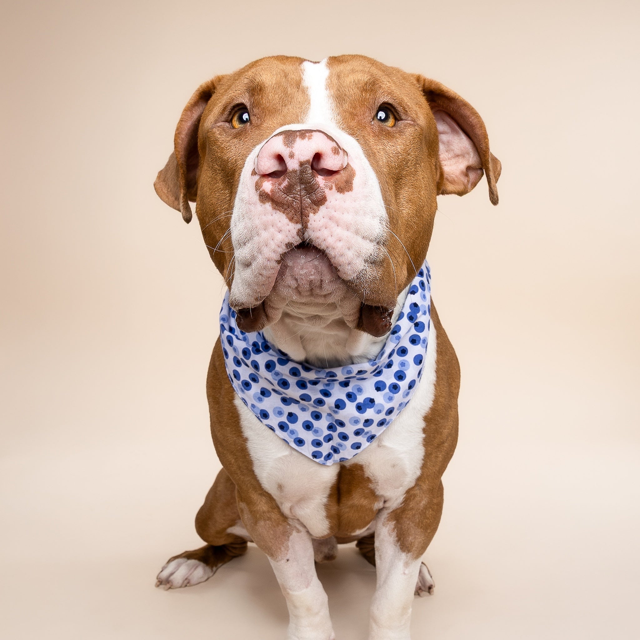 Berry Dog Bandana