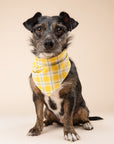 Birdie Dog Bandana