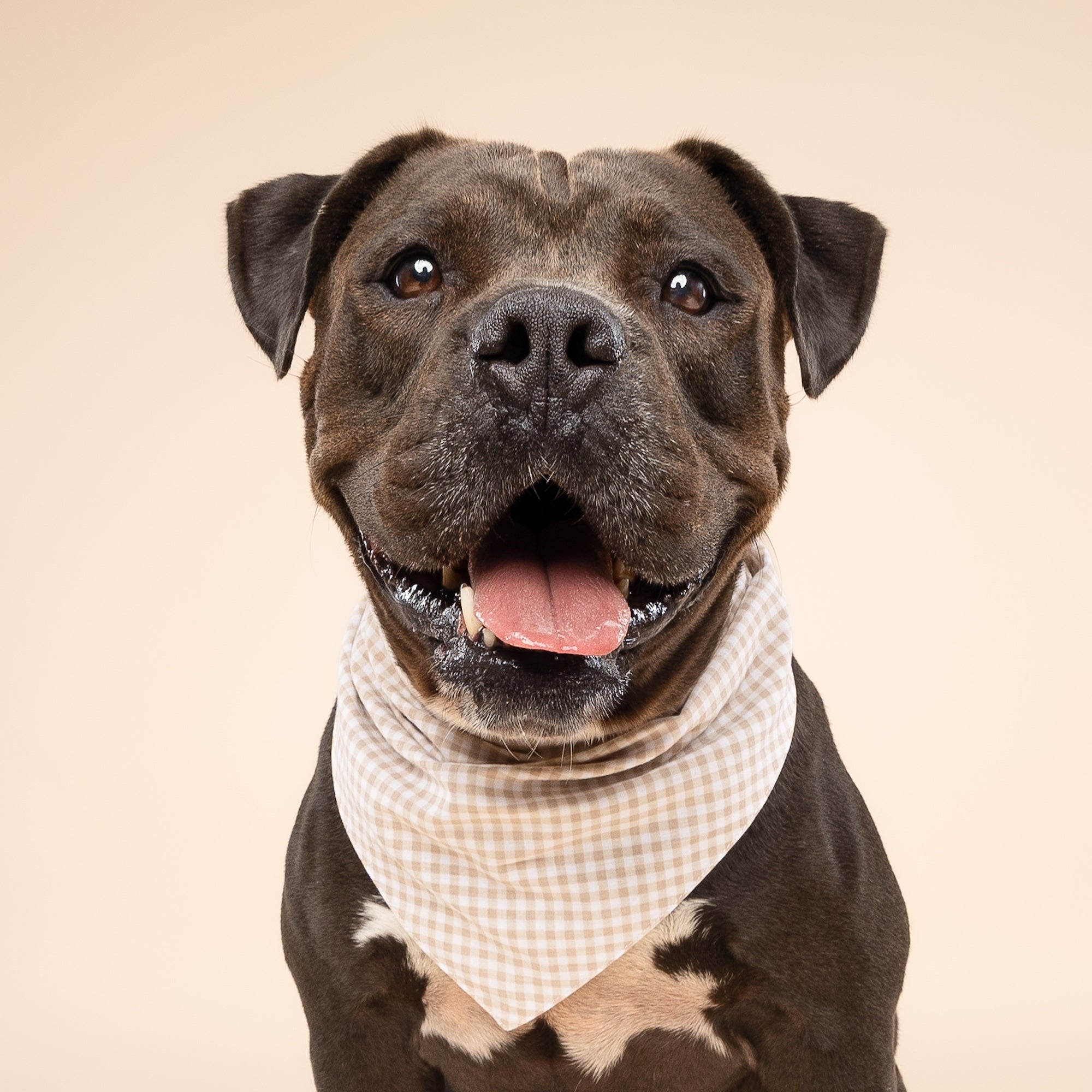 Biscuit Gingham Dog Bandana