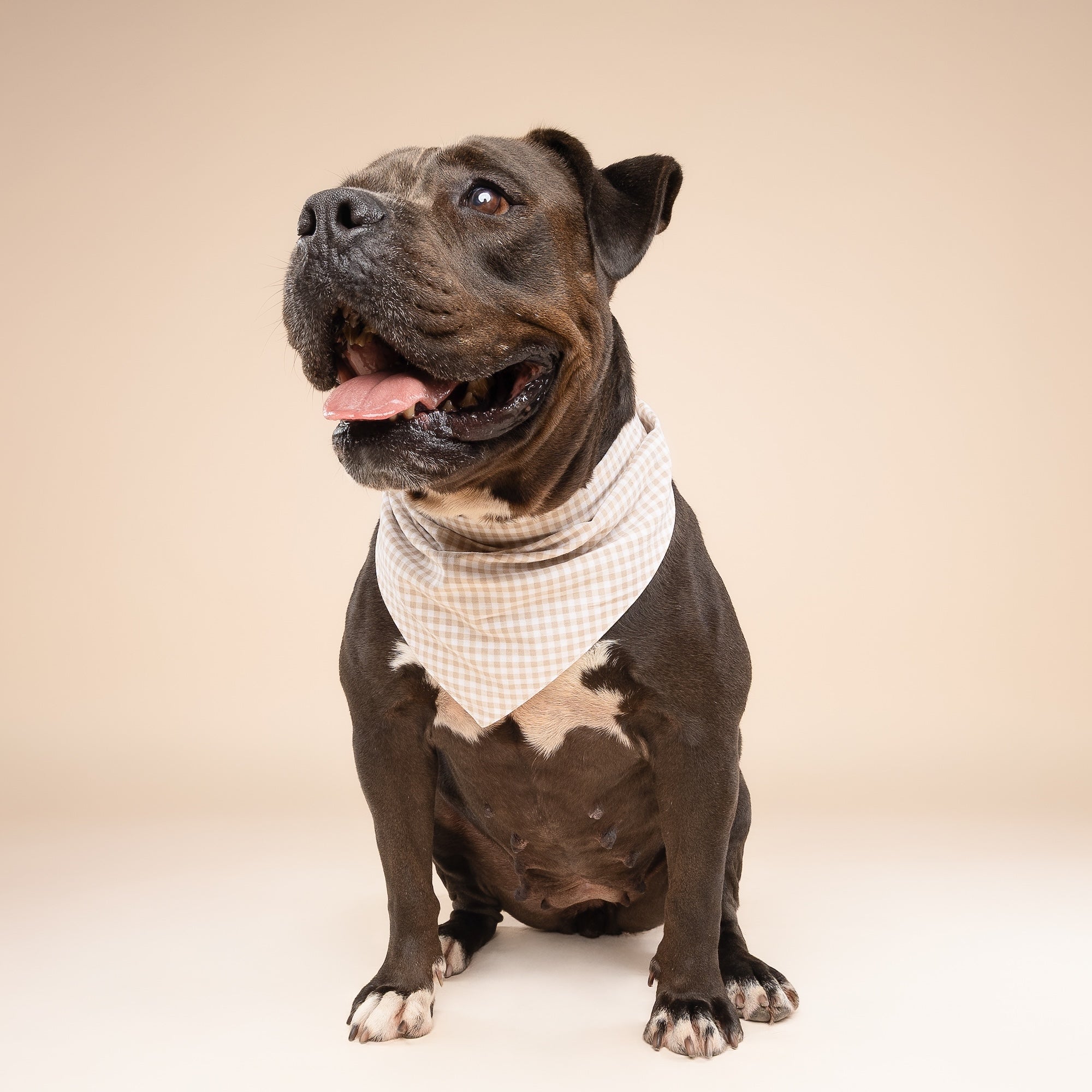 Biscuit Gingham Dog Bandana