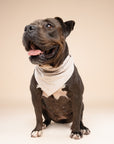 Biscuit Gingham Dog Bandana