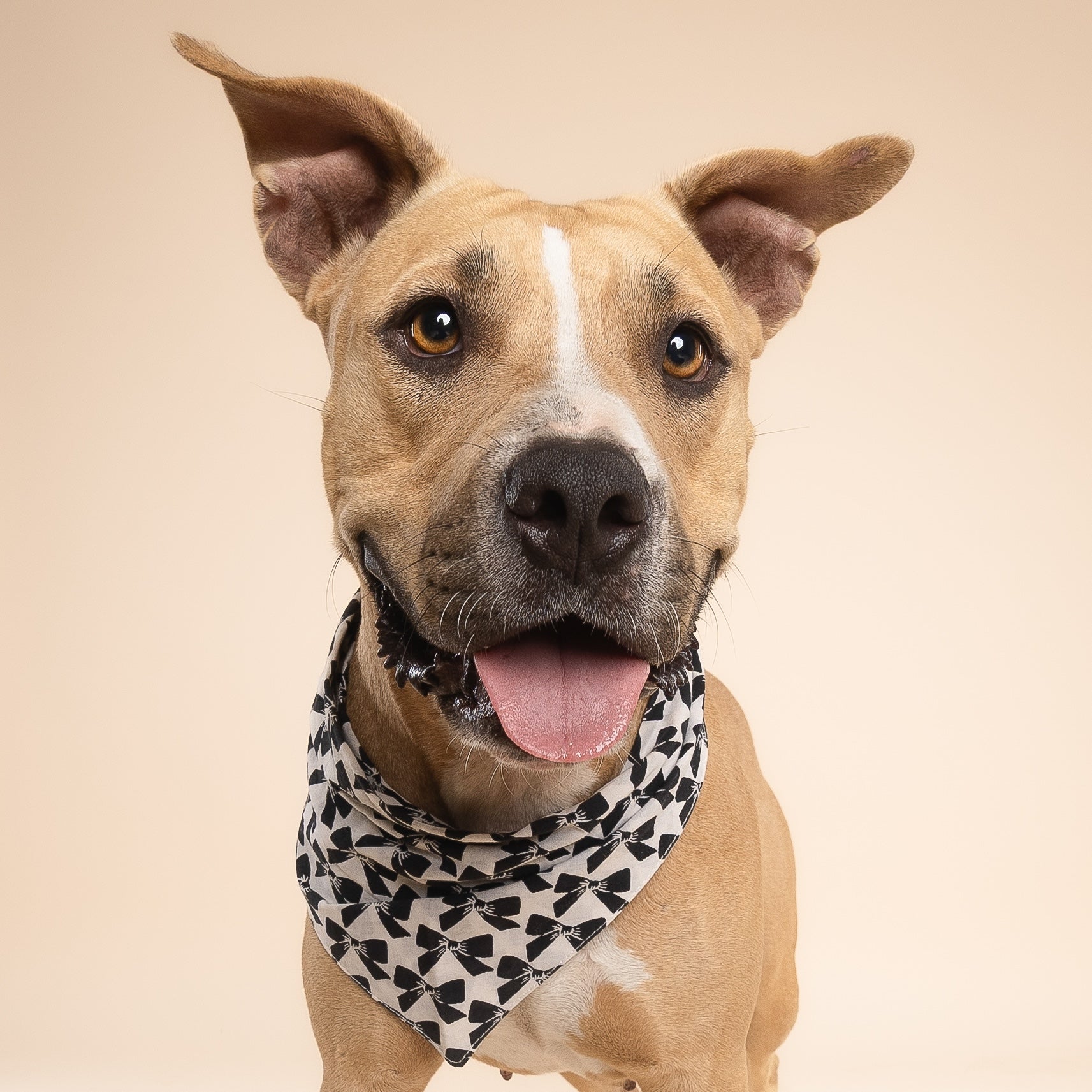 Black Tie Dog Bandana
