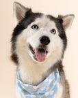 Blue Bell Ice cream Dog Bandana from The Paws I