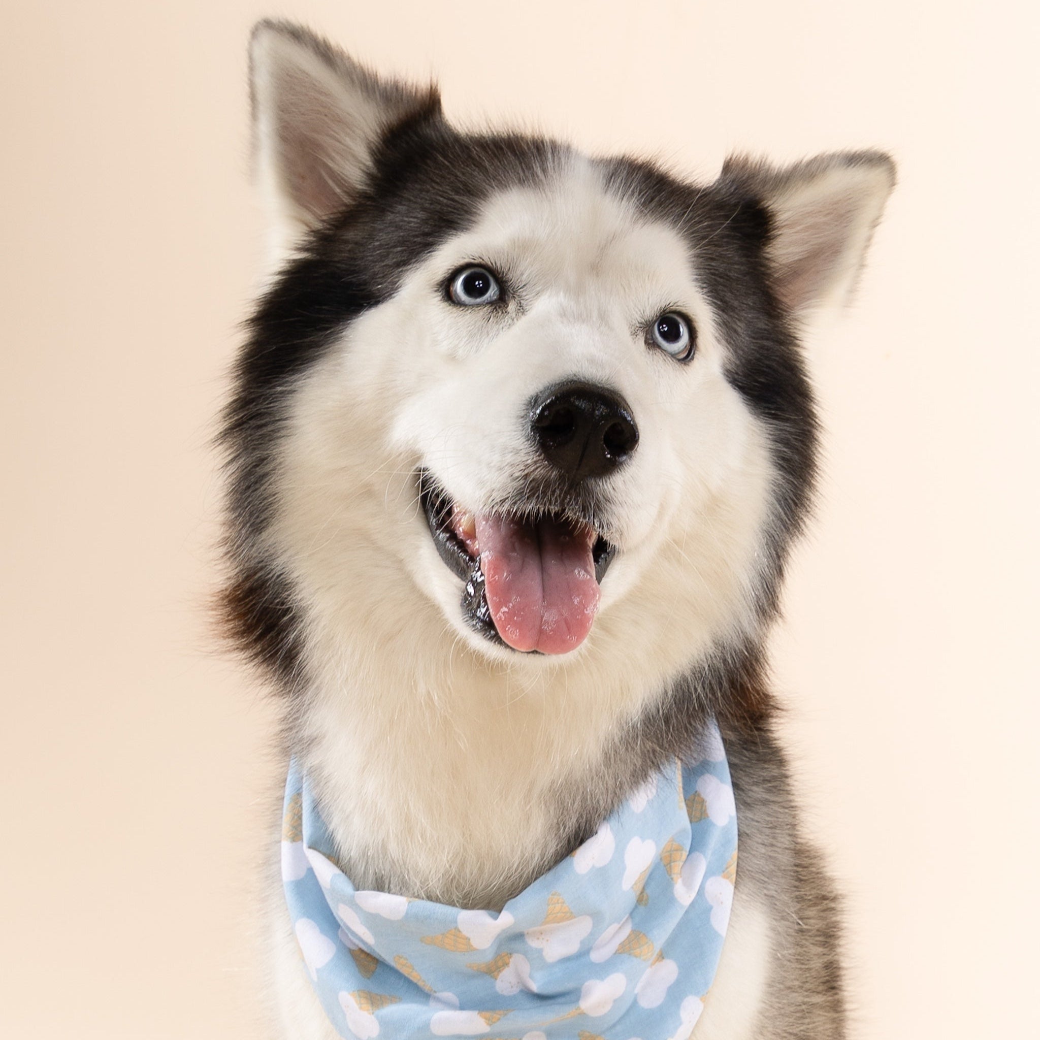 Blue Bell Ice cream Dog Bandana from The Paws I
