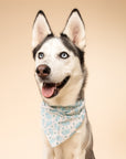 Blue Boo Halloween Dog Bandana