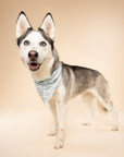 Blue Boo Halloween Dog Bandana