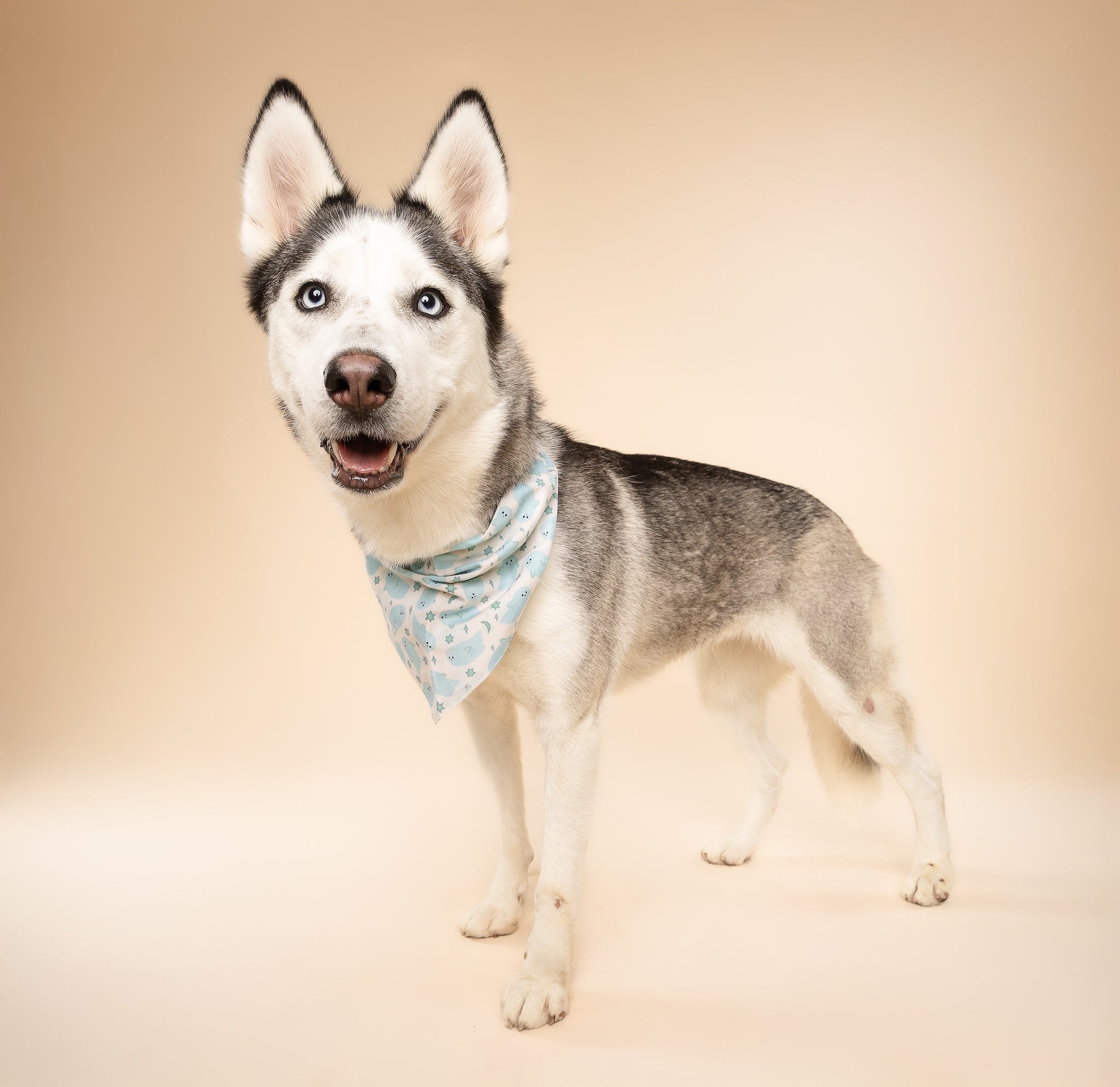 Blue Boo Halloween Dog Bandana