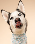 Blue Boo Halloween Dog Bandana