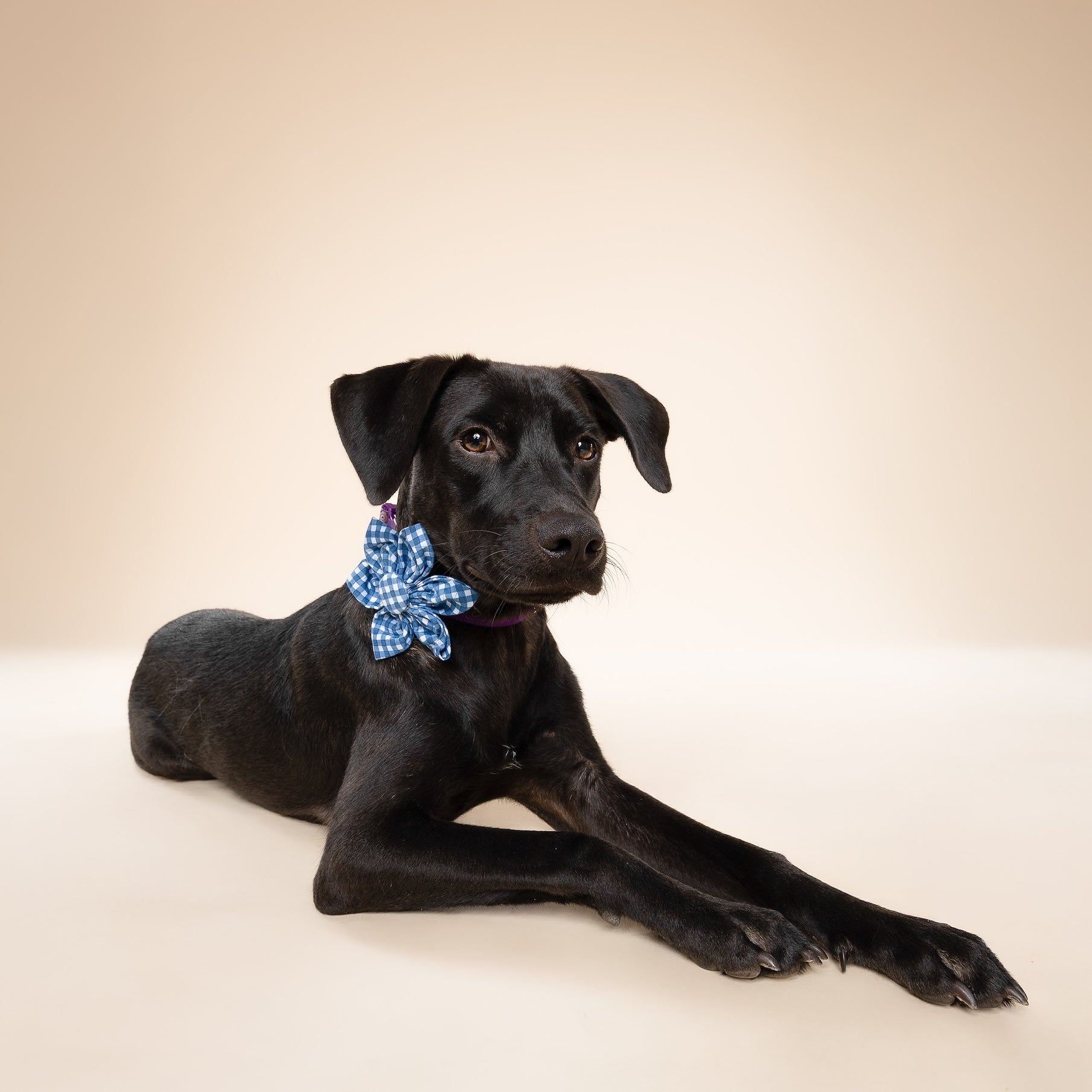 Collar Flower - Blue Gingham