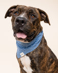 Blue Gingham Dog Bandana
