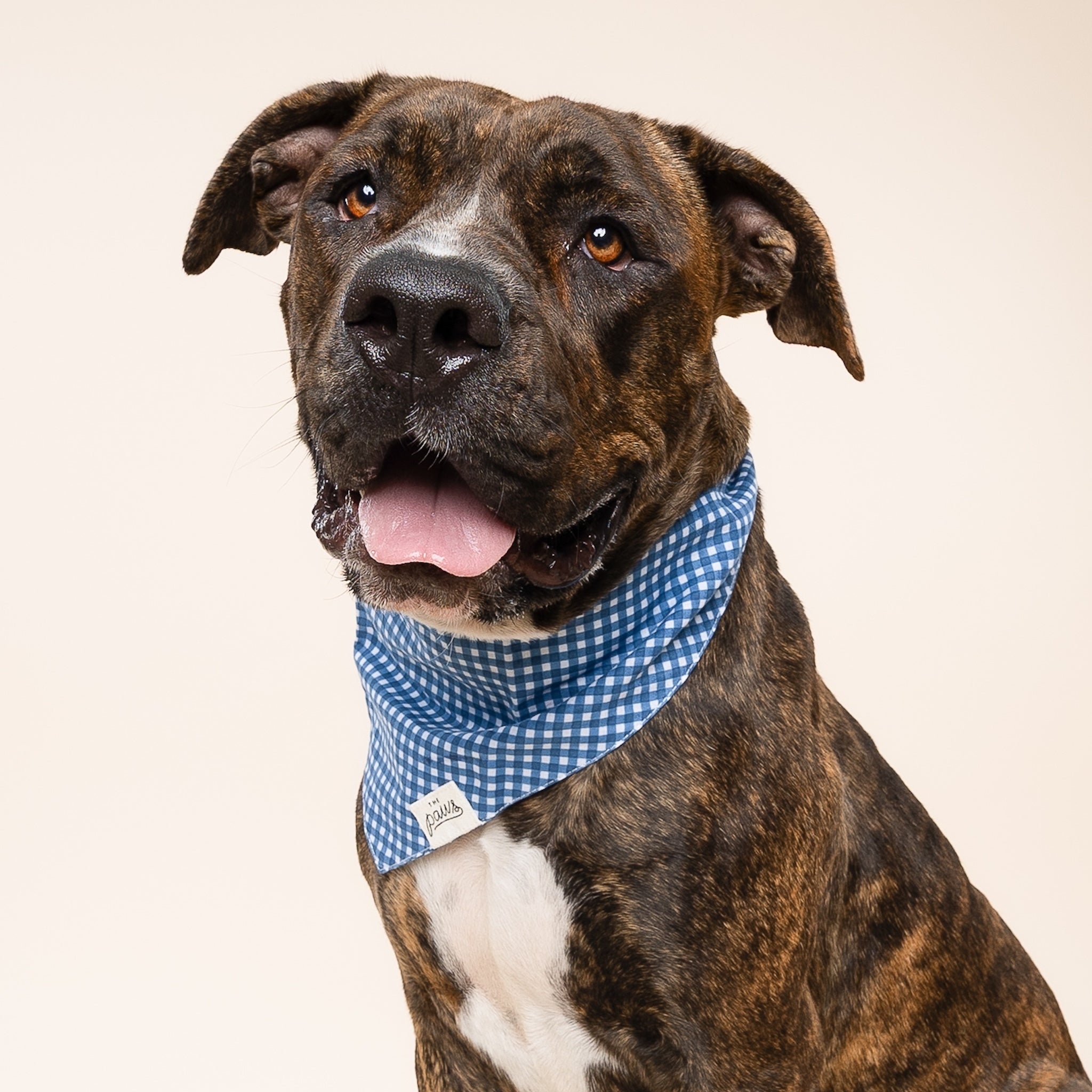Blue Gingham Dog Bandana