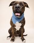 Blue Gingham Dog Bandana