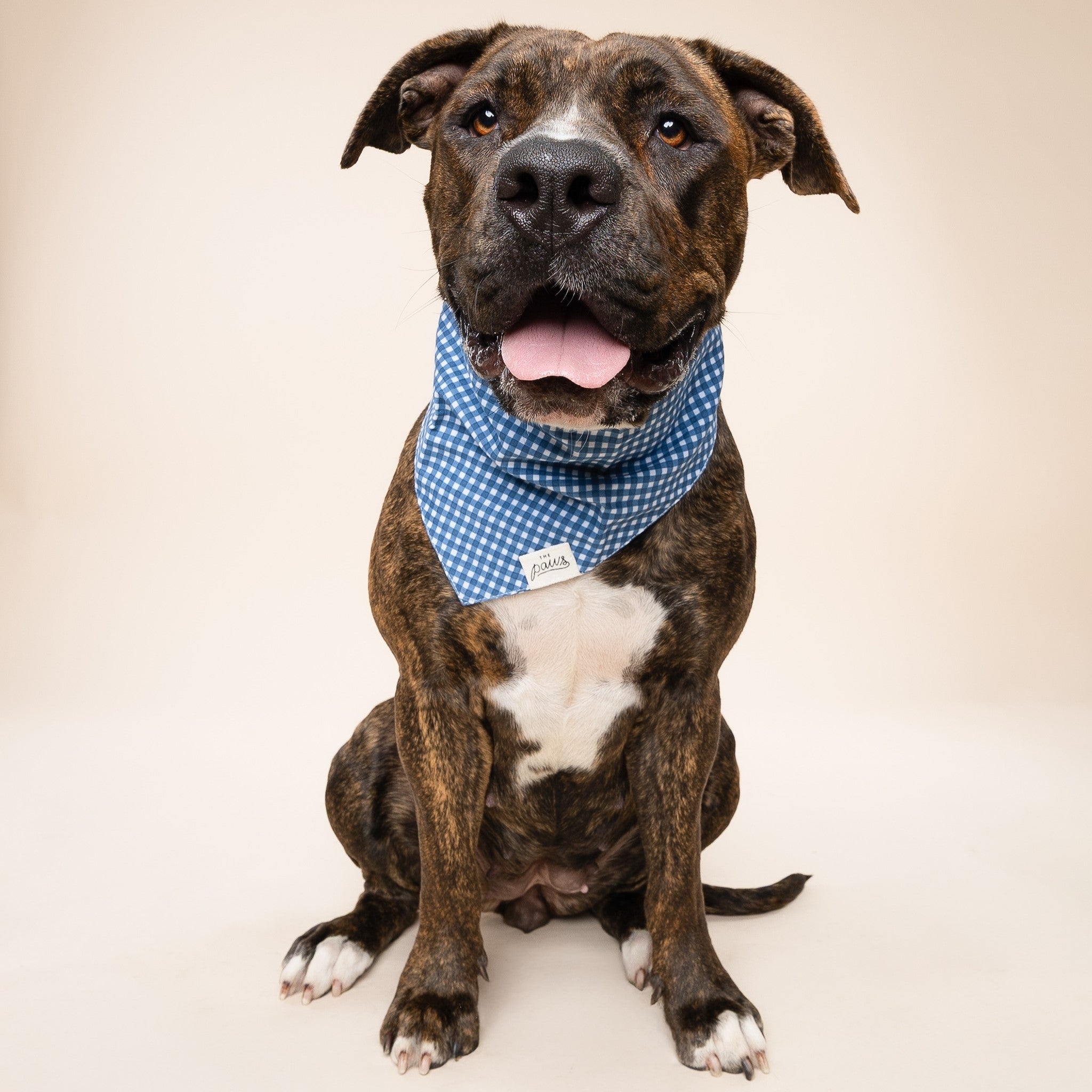 Blue Gingham Dog Bandana